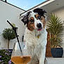australian_shepherd, beverage, blue_eyes, canine, curious, dog, flower, glass, modern_house, outdoor, pet, plant, portrait, potted_plant, relaxation, sky, straw, summer, tongue_out, wooden_deck