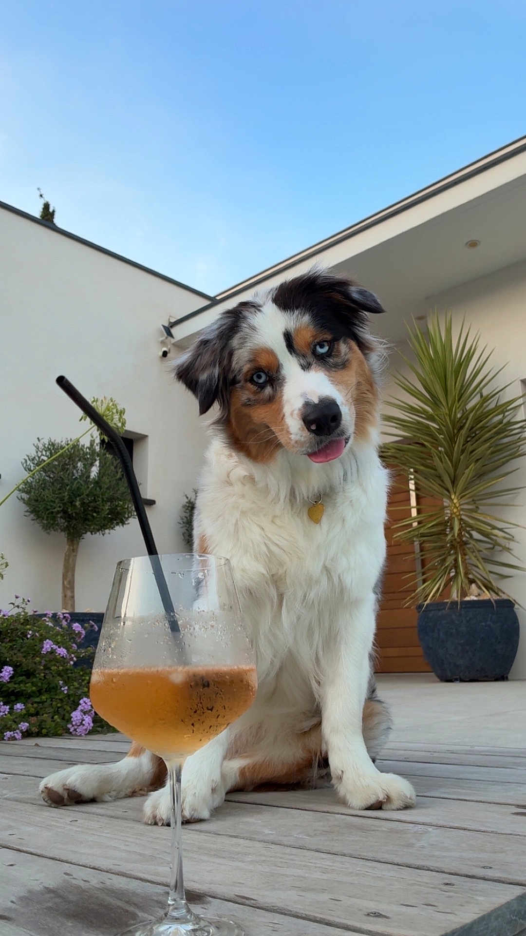 Victoire participe au concours pour gagner de l'argent avec cette photo : australian_shepherd, beverage, blue_eyes, canine, curious, dog, flower, glass, modern_house, outdoor, pet, plant, portrait, potted_plant, relaxation, sky, straw, summer, tongue_out, wooden_deck