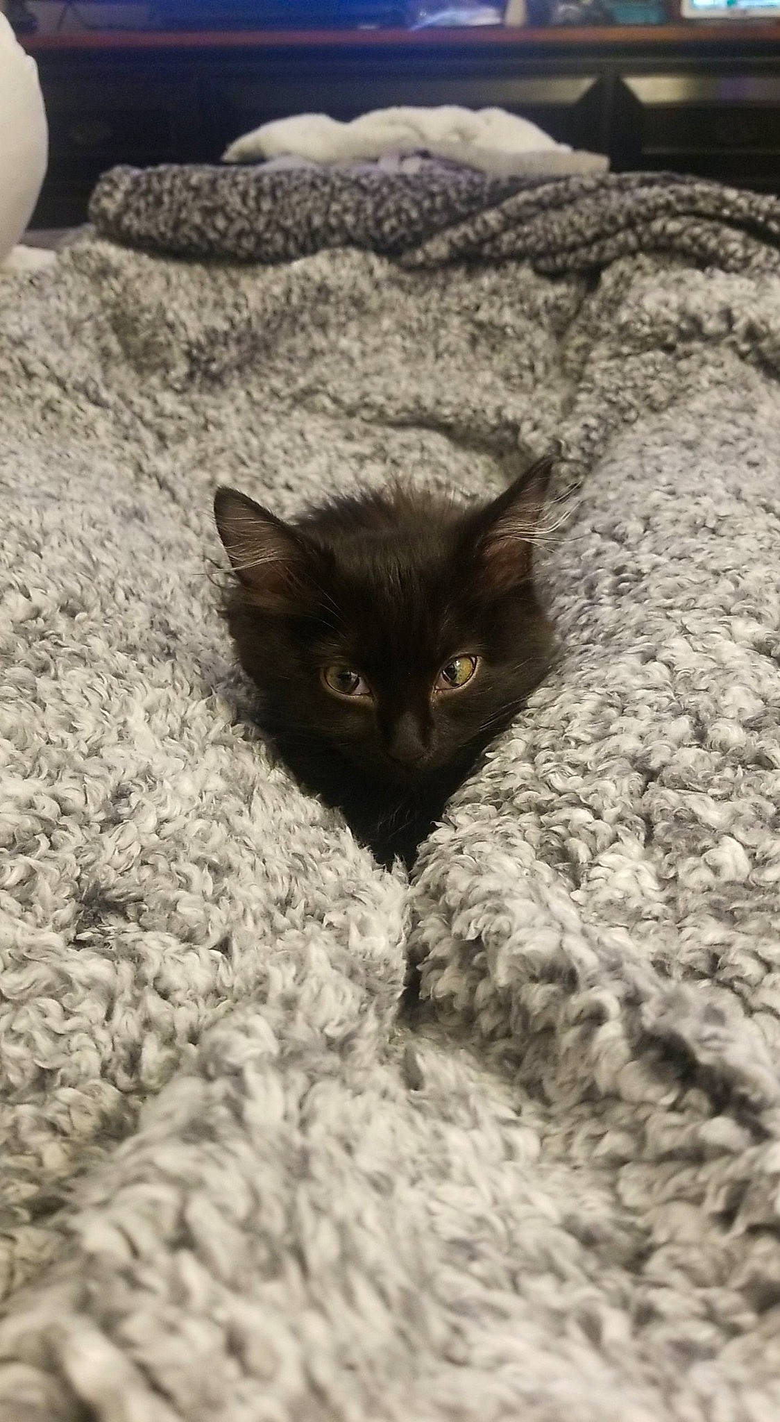 Umi joined the competition — help win amazing prizes! bed_sheet, bedding, blanket, carnivore, cat, comfort, domestic_short_haired_cat, felidae, fur, home_accessories, kitten, knitting, linens, small_to_medium_sized_cats, thread, whiskers, wool, woven_fabric