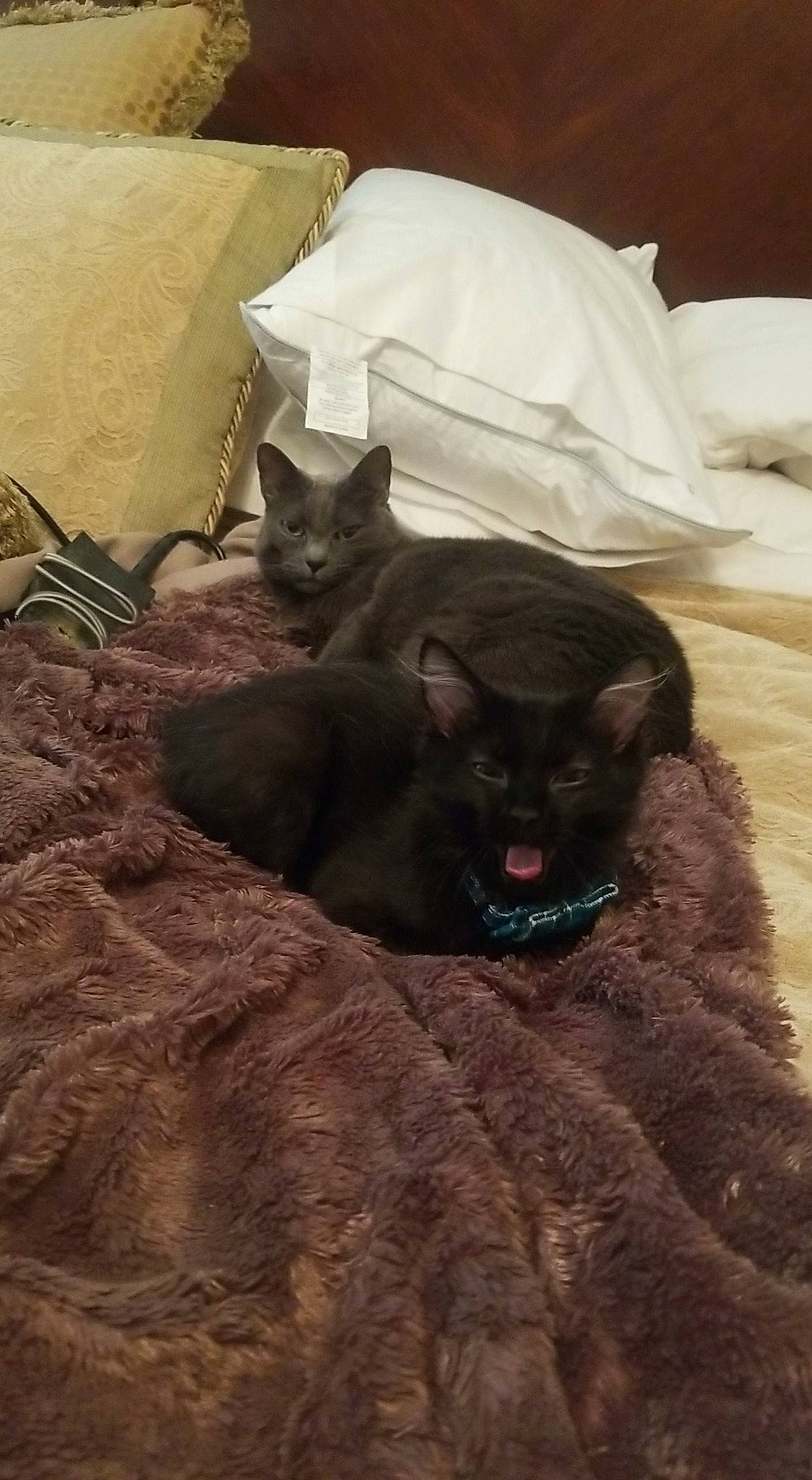 Umi is registered to the contest to win money with this photo: bedding, black_cat, bombay, carnivore, cat, domestic_short_haired_cat, felidae, fur, home_accessories, kitten, korat, linens, small_to_medium_sized_cats, snout, terrestrial_animal, tongue, vertebrate, whiskers