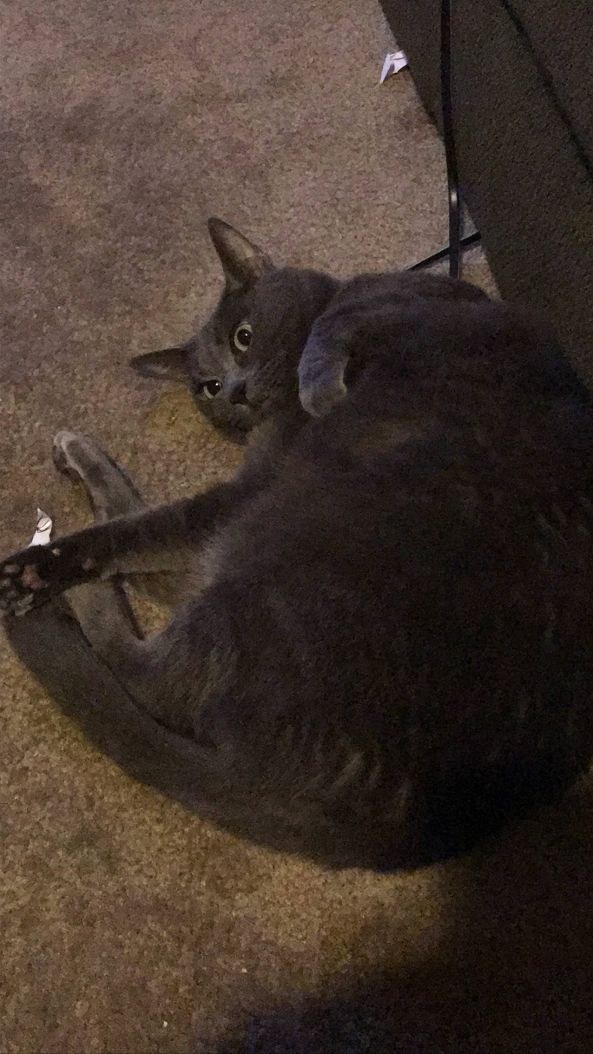 Dutchess is registered to the contest to win money with this photo: black_cat, british_shorthair, carnivore, cat, chartreux, domestic_short_haired_cat, felidae, fur, grey, korat, russian_blue, small_to_medium_sized_cats, snout, tail, terrestrial_animal, vertebrate, whiskers