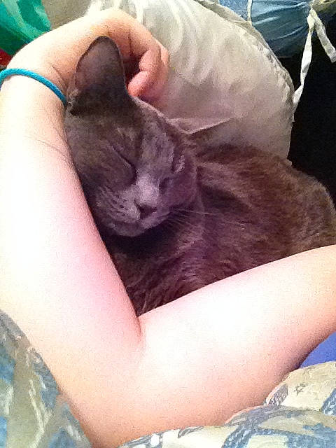 Dutchess is registered to the contest to win money with this photo: black_cat, british_shorthair, carnivore, cat, chartreux, comfort, domestic_short_haired_cat, felidae, korat, russian_blue, sitting, skin, small_to_medium_sized_cats, snout, vertebrate, whiskers