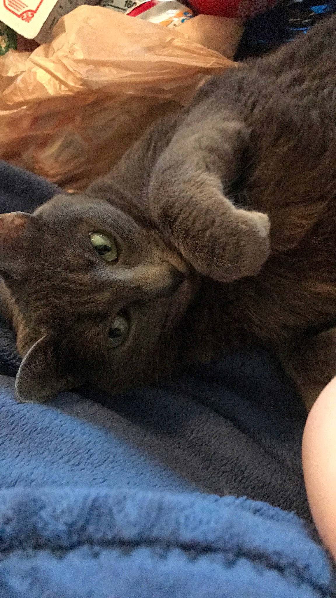 Dutchess is registered to the contest to win money with this photo: british_shorthair, carnivore, cat, claw, comfort, domestic_short_haired_cat, fawn, felidae, fur, korat, linens, skin, small_to_medium_sized_cats, snout, terrestrial_animal, vertebrate, whiskers