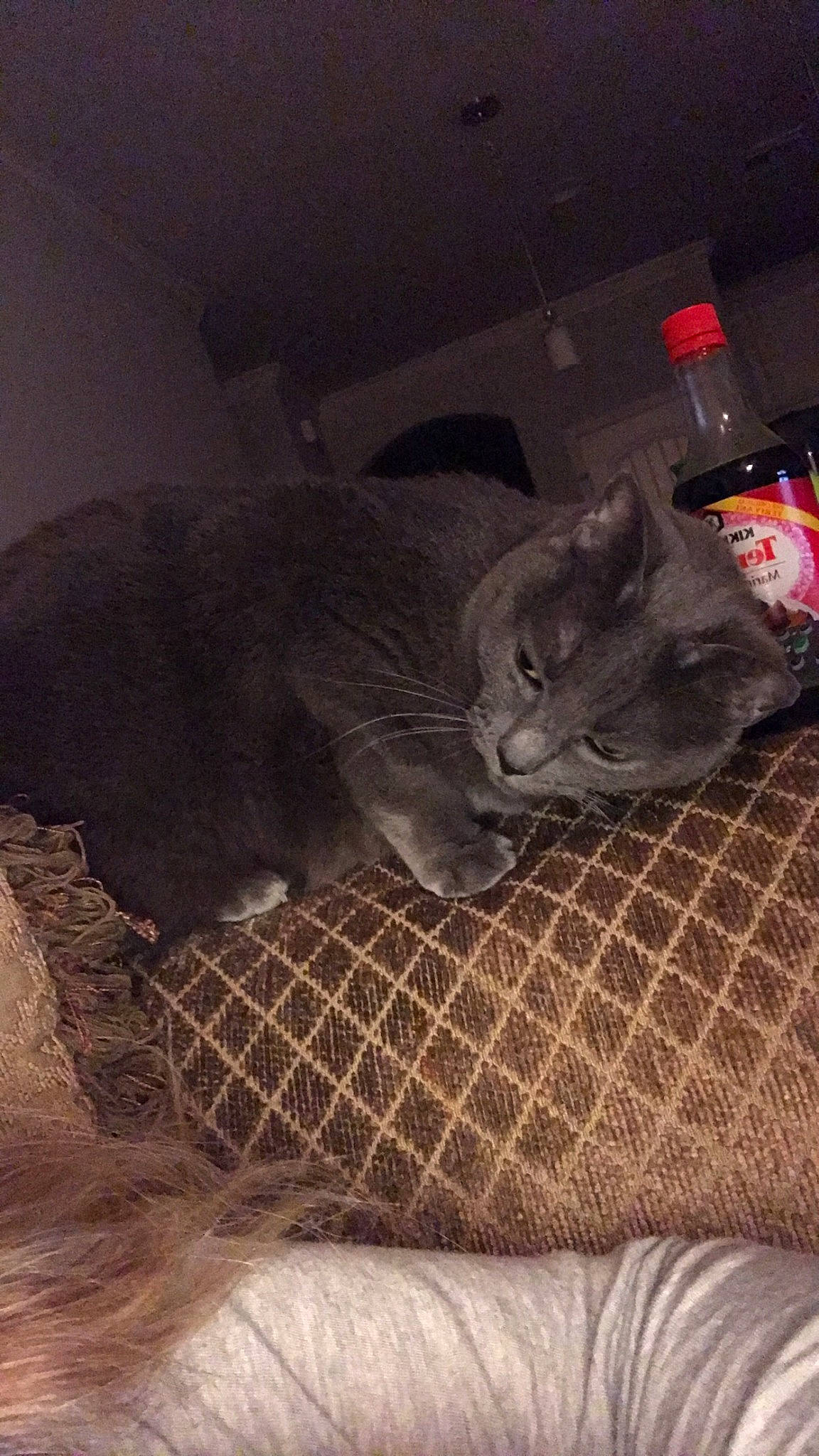 Dutchess is registered to the contest to win money with this photo: black_cat, bottle, carnivore, cat, cat_supply, chartreux, comfort, domestic_short_haired_cat, felidae, fur, grey, korat, pet_supply, plastic_bottle, russian_blue, small_to_medium_sized_cats, snout, vertebrate, water_bottle, whiskers