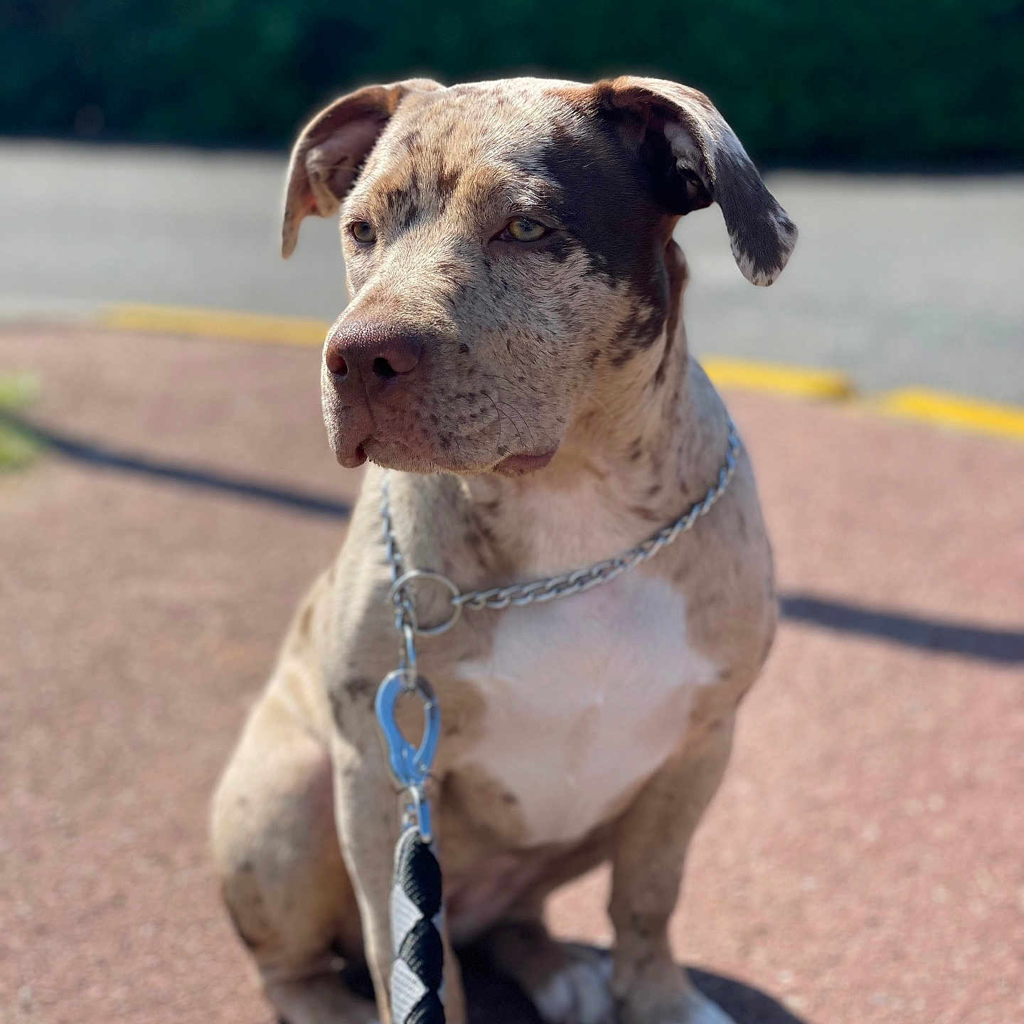 Morgane Beranger a rejoint le concours — aidez-le/la à gagner de superbes lots ! animal, brown_spotted, calm, canine, chain, collar, dog, domestic_animal, ears, fur, leash, nose, outdoor, pavement, pet, quiet, shadow, sidewalk, sitting, sunlight