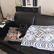 Midnight joined the competition — help win amazing prizes! cat, black_cat, couch, pillow, tiger_print, blanket, living_room, home_decor, furniture, indoor, pet, cozy, fur, animal, relaxing, seated, domestic, comfort, soft, resting