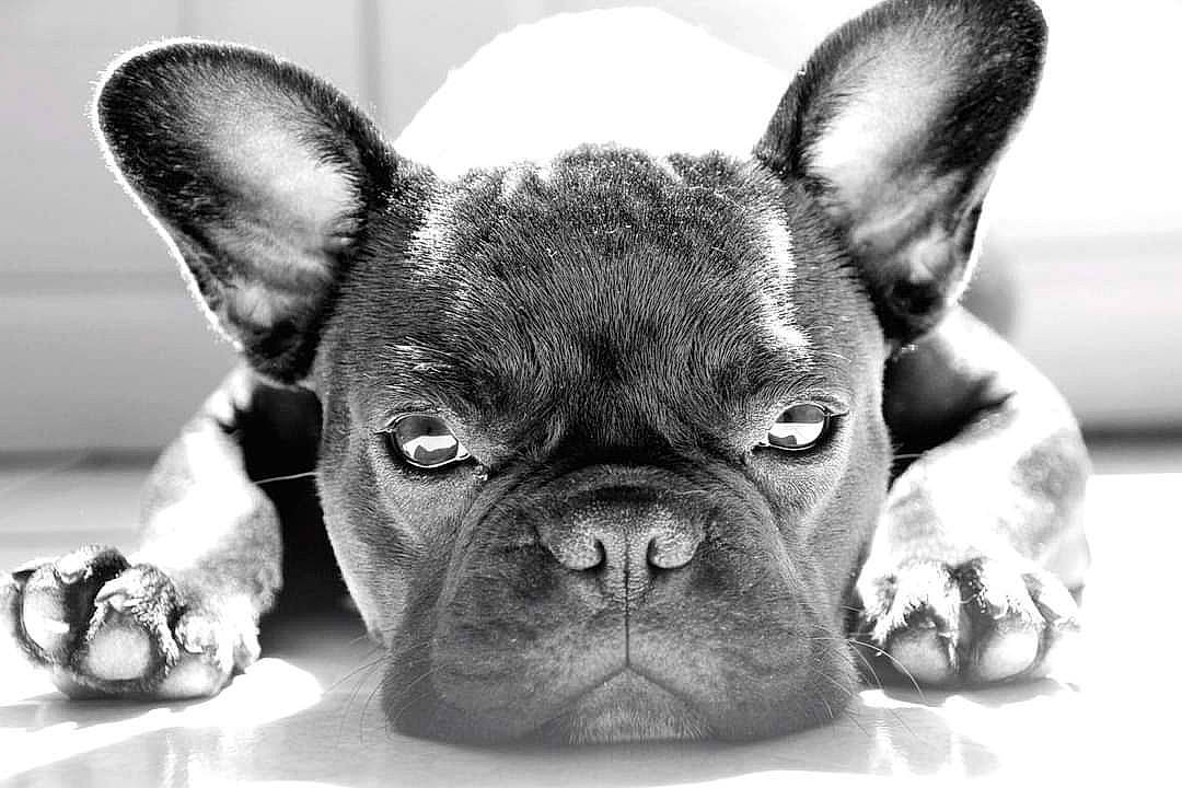 Paco