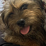 Louie is registered to the contest to win money with this photo: dog, tongue_out, close_up, pet, fur, brown_fur, whiskers, nose, bed, blanket, christmas_pattern, text_print, indoor, cozy, portrait, lying_down, cute, sleepy, companion, soft_texture