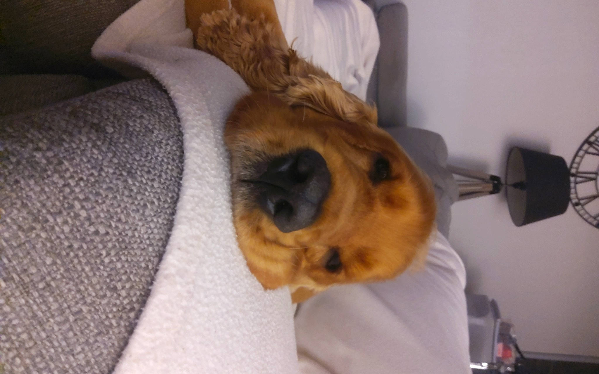 Lény participe au concours pour gagner de l'argent avec cette photo : bulldog, canidae, carnivore, comfort, companion_dog, dog, dog_breed, ear, fawn, fur, linens, nap, paw, room, snout, sporting_group, toy_dog, whiskers, working_animal, wrinkle