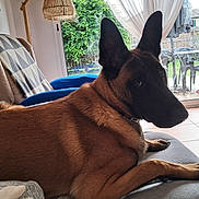 Appolo a rejoint le concours — aidez-le/la à gagner de superbes lots ! black_face, blanket, brown_dog, chair, couch, daylight, dog, ears, furniture, garden, glass_door, indoor, lamp, living_room, looking, patio, pet, relaxed, tile_floor, window
