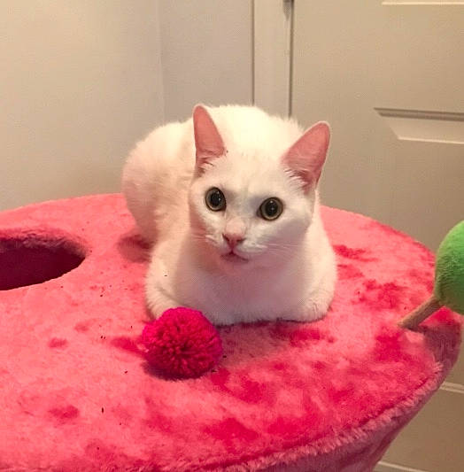 Frisky is registered to the contest to win money with this photo: asian, burmilla, carnivore, cat, colorpoint_shorthair, domestic_short_haired_cat, felidae, fur, german_rex, khao_manee, kitten, mammal, ojos_azules, pink, ragdoll, small_to_medium_sized_cats, turkish_angora, turkish_van, whiskers