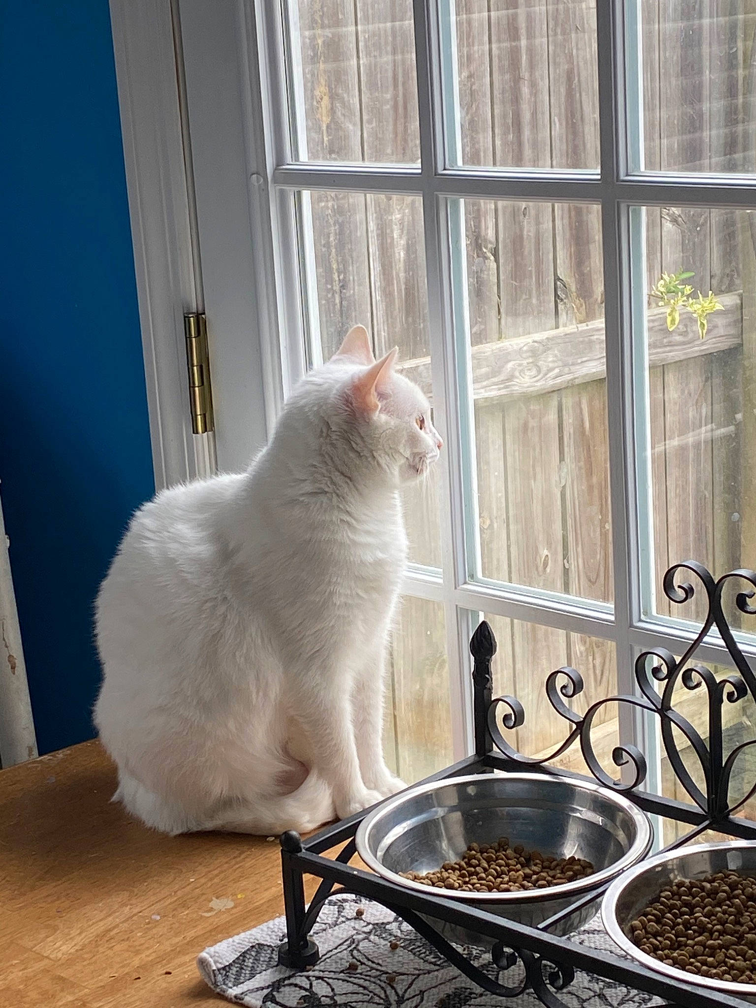 Frisky joined the competition — help win amazing prizes! carnivore, cat, felidae, small_to_medium_sized_cats, turkish_angora, turkish_van, whiskers, window