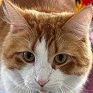 Sammy joined the competition — help win amazing prizes! cat, close_up, orange_cat, white_cat, whiskers, yellow_eyes, fur, pet, domestic_cat, animal, face, curious, indoor, closeup, portrait, mammal, feline, soft_texture, alert, cute