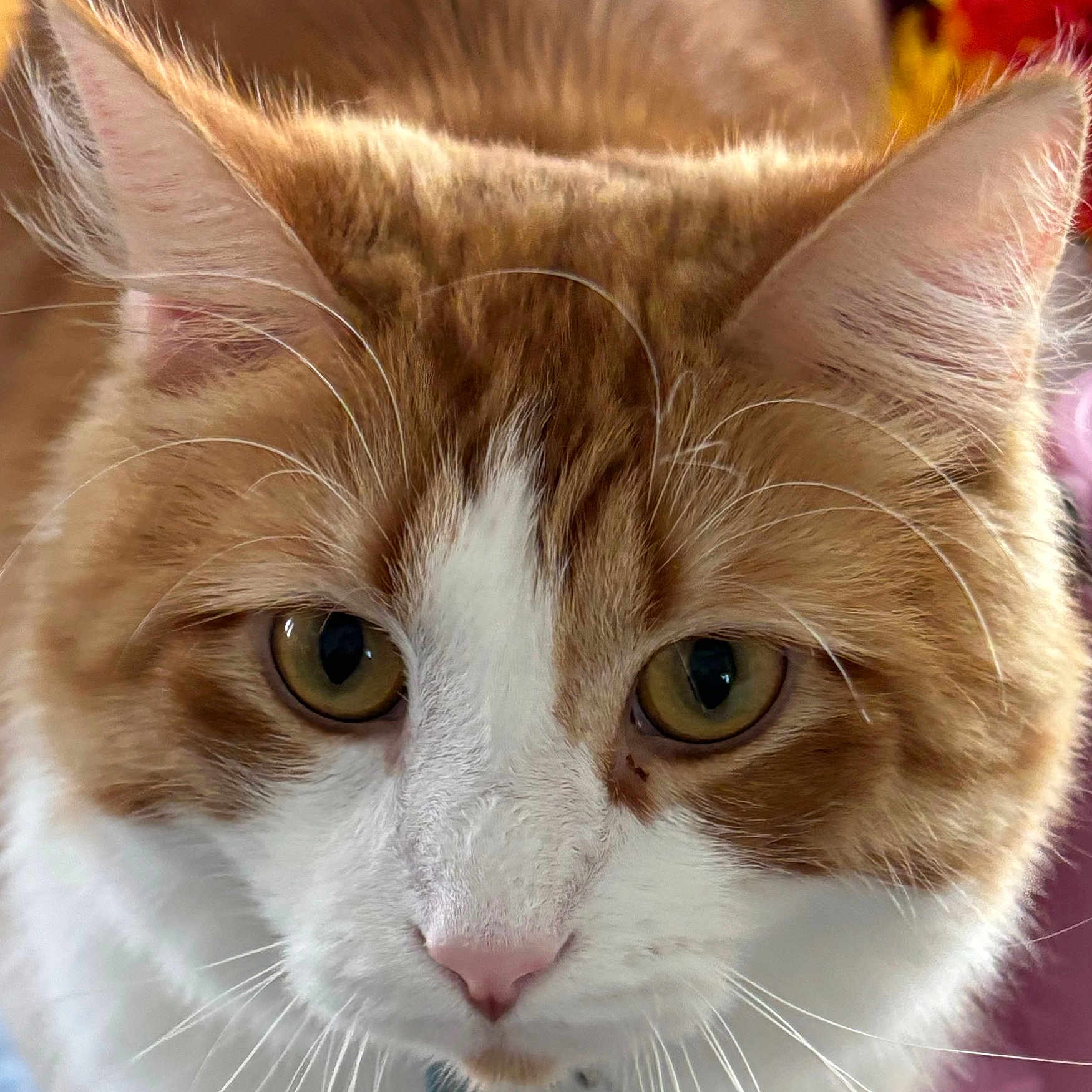Sammy joined the competition — help win amazing prizes! cat, close_up, orange_cat, white_cat, whiskers, yellow_eyes, fur, pet, domestic_cat, animal, face, curious, indoor, closeup, portrait, mammal, feline, soft_texture, alert, cute