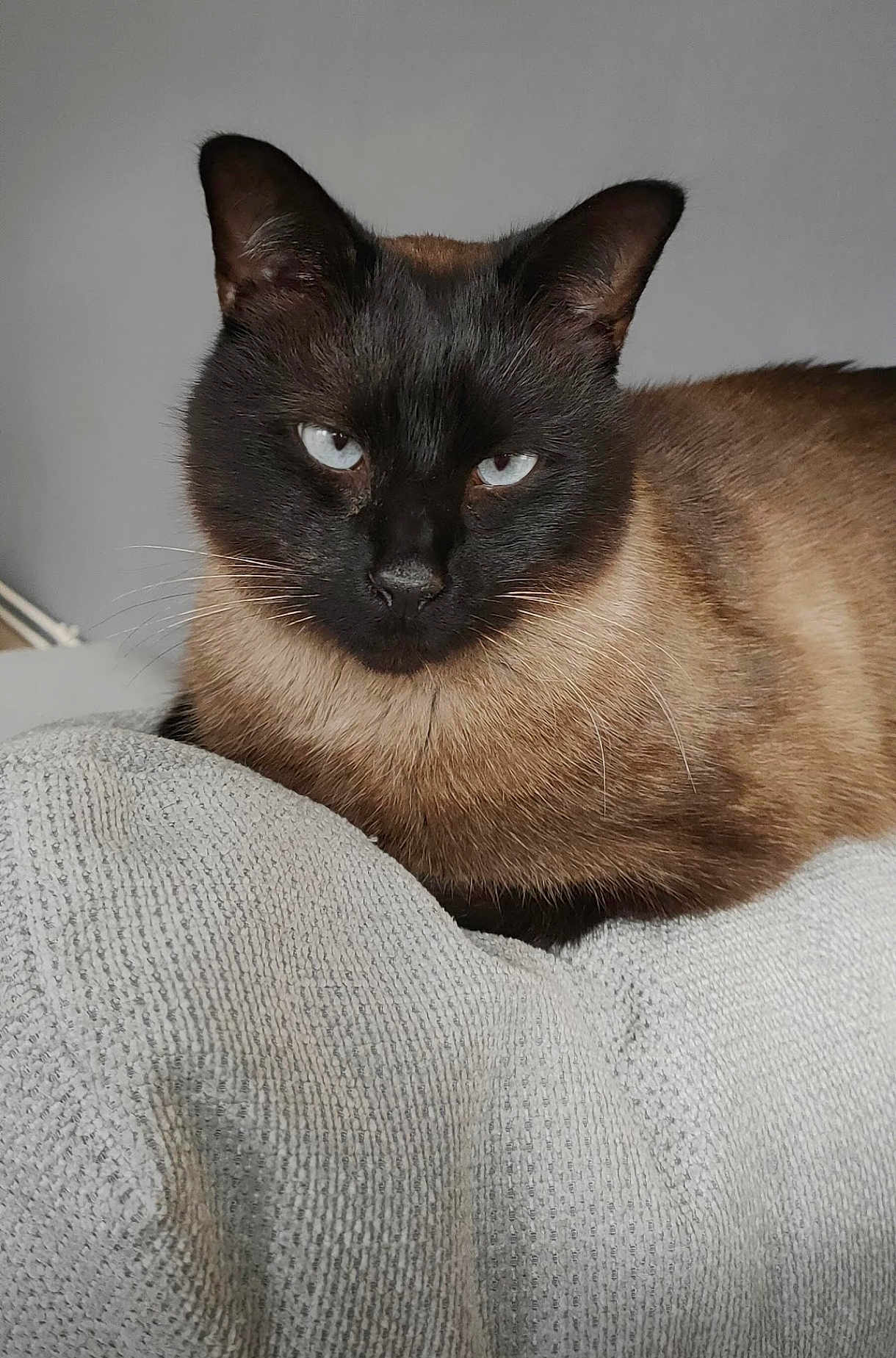 Tommy