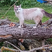 Bordjo participe au concours pour gagner de l'argent avec cette photo : cat, feline, animal, pet, white_cat, gray_cat, standing, tree_trunk, fallen_tree, branches, woodland, forest, greenery, grass, outdoors, nature, wildlife, whiskers, blue_background, portrait