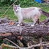 cat, feline, animal, pet, white_cat, gray_cat, standing, tree_trunk, fallen_tree, branches, woodland, forest, greenery, grass, outdoors, nature, wildlife, whiskers, blue_background, portrait