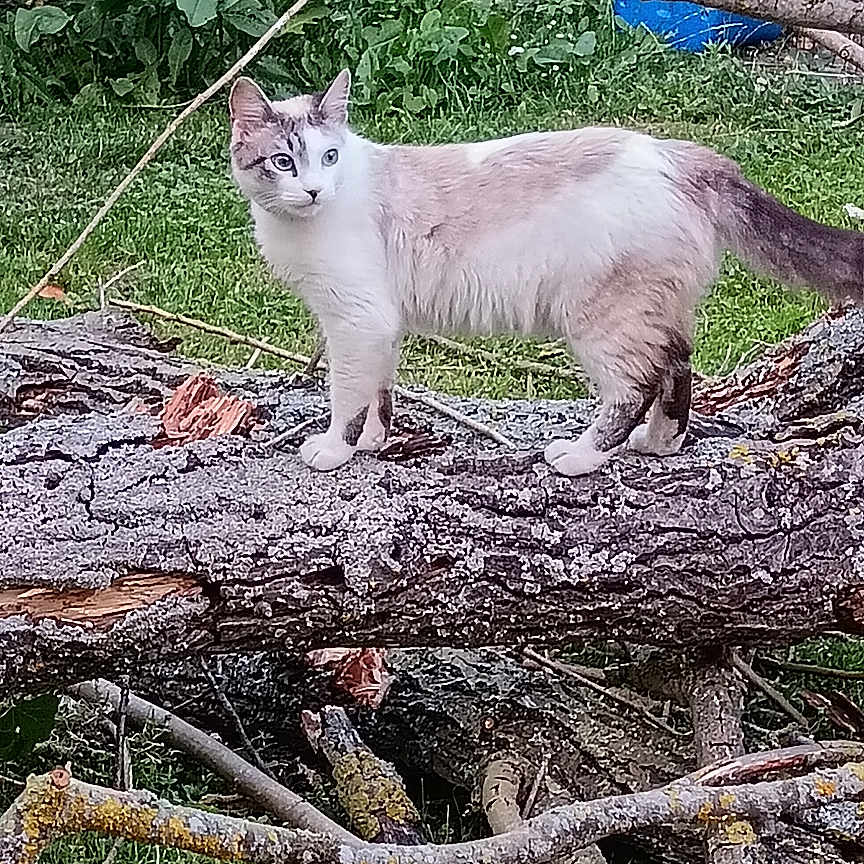 Bordjo participe au concours pour gagner de l'argent avec cette photo : cat, feline, animal, pet, white_cat, gray_cat, standing, tree_trunk, fallen_tree, branches, woodland, forest, greenery, grass, outdoors, nature, wildlife, whiskers, blue_background, portrait