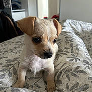 Gizmo a rejoint le concours — aidez-le/la à gagner de superbes lots ! puppy, dog, small_dog, white_fur, brown_patches, floppy_ears, black_nose, brown_eyes, cute, adorable, sitting, indoor, bedroom, bed, blanket, patterned_fabric, portrait, closeup, pet, animal