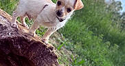 Gizmo participe au concours pour gagner de l'argent avec cette photo : puppy, dog, animal, outdoor, nature, tree, branch, trunk, balancing, standing, small_dog, white_fur, brown_ears, collar, leash, portrait, close_up, greenery, forest, daylight