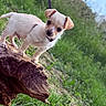 puppy, dog, animal, outdoor, nature, tree, branch, trunk, balancing, standing, small_dog, white_fur, brown_ears, collar, leash, portrait, close_up, greenery, forest, daylight