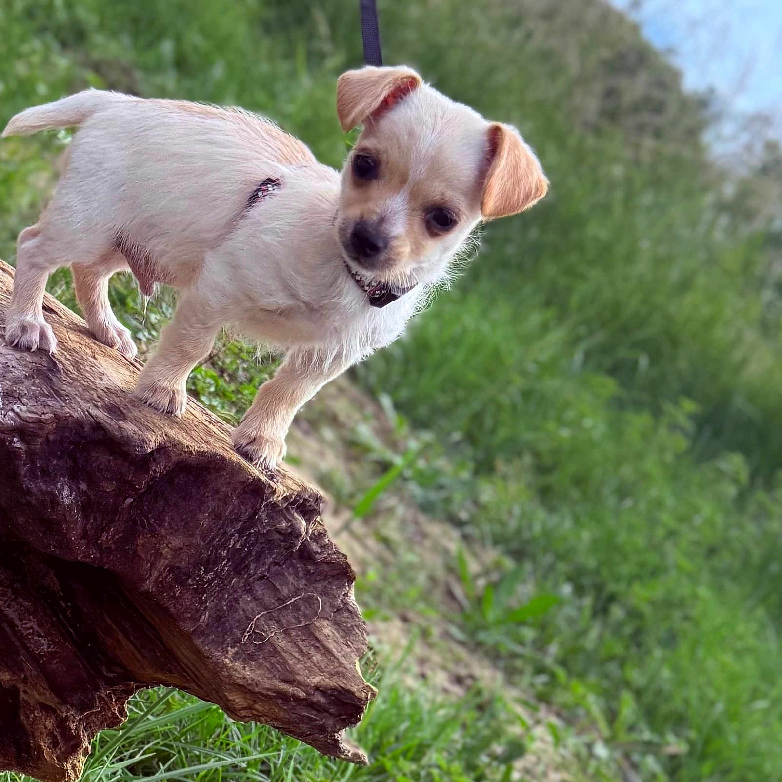 Gizmo participe au concours pour gagner de l'argent avec cette photo : puppy, dog, animal, outdoor, nature, tree, branch, trunk, balancing, standing, small_dog, white_fur, brown_ears, collar, leash, portrait, close_up, greenery, forest, daylight
