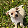 puppy, dog, animal, small_dog, cream_fur, fluffy, portrait, closeup, outdoor, garden, grass, dandelions, yellow_flowers, greenery, cute, adorable, standing, curious, tail, nature