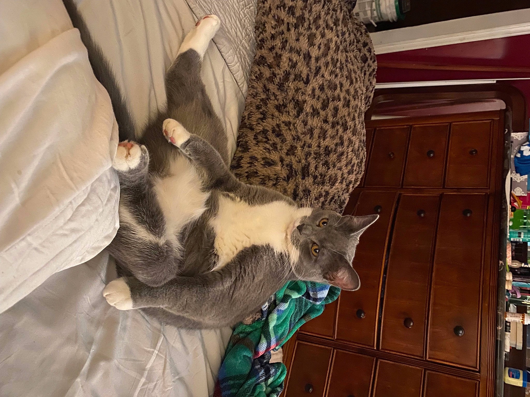 Greysin joined the competition — help win amazing prizes! beard, cabinetry, canidae, carnivore, cat, claw, comfort, domestic_short_haired_cat, fawn, felidae, fur, gesture, lap, paw, small_to_medium_sized_cats, sporting_group, tail, tree, whiskers, wood