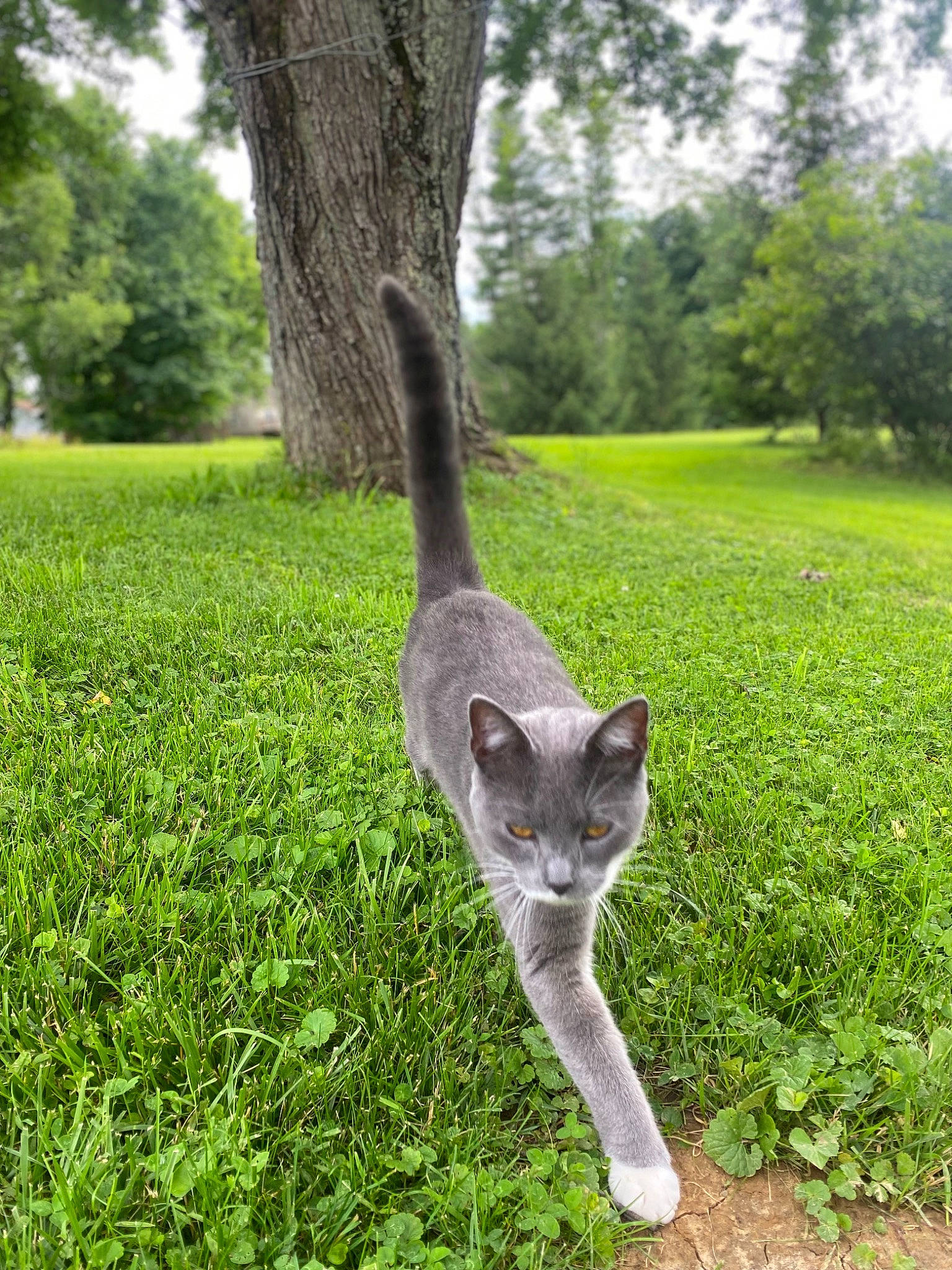 Greysin joined the competition — help win amazing prizes! carnivore, cat, eye, fawn, felidae, grass, grass_family, grassland, green, groundcover, lawn, plant, small_to_medium_sized_cats, snout, tail, terrestrial_animal, terrestrial_plant, tree, trunk, whiskers