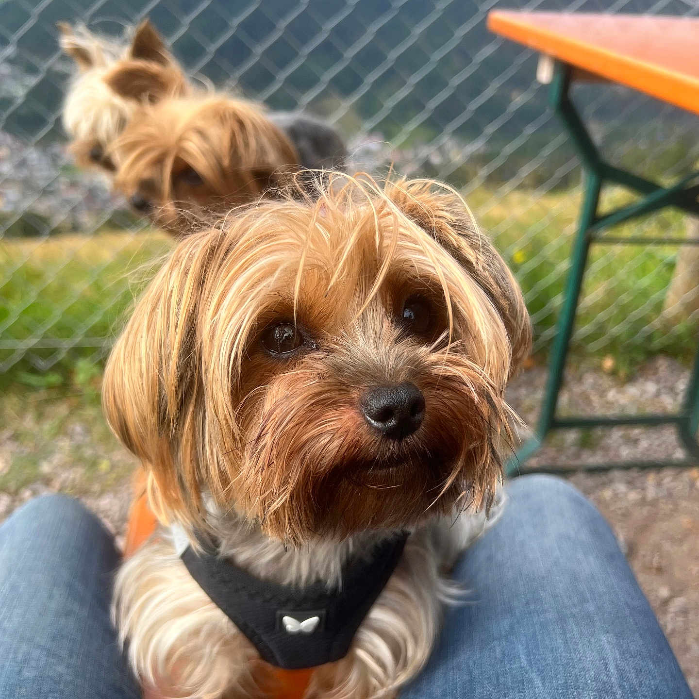 Luna a rejoint le concours — aidez-le/la à gagner de superbes lots ! affenpinscher, animal, canine, clothing, dog, face, fence, furniture, grass, head, jeans, pants, person, pet, photography, plant, poodle, portrait, puppy, terrier