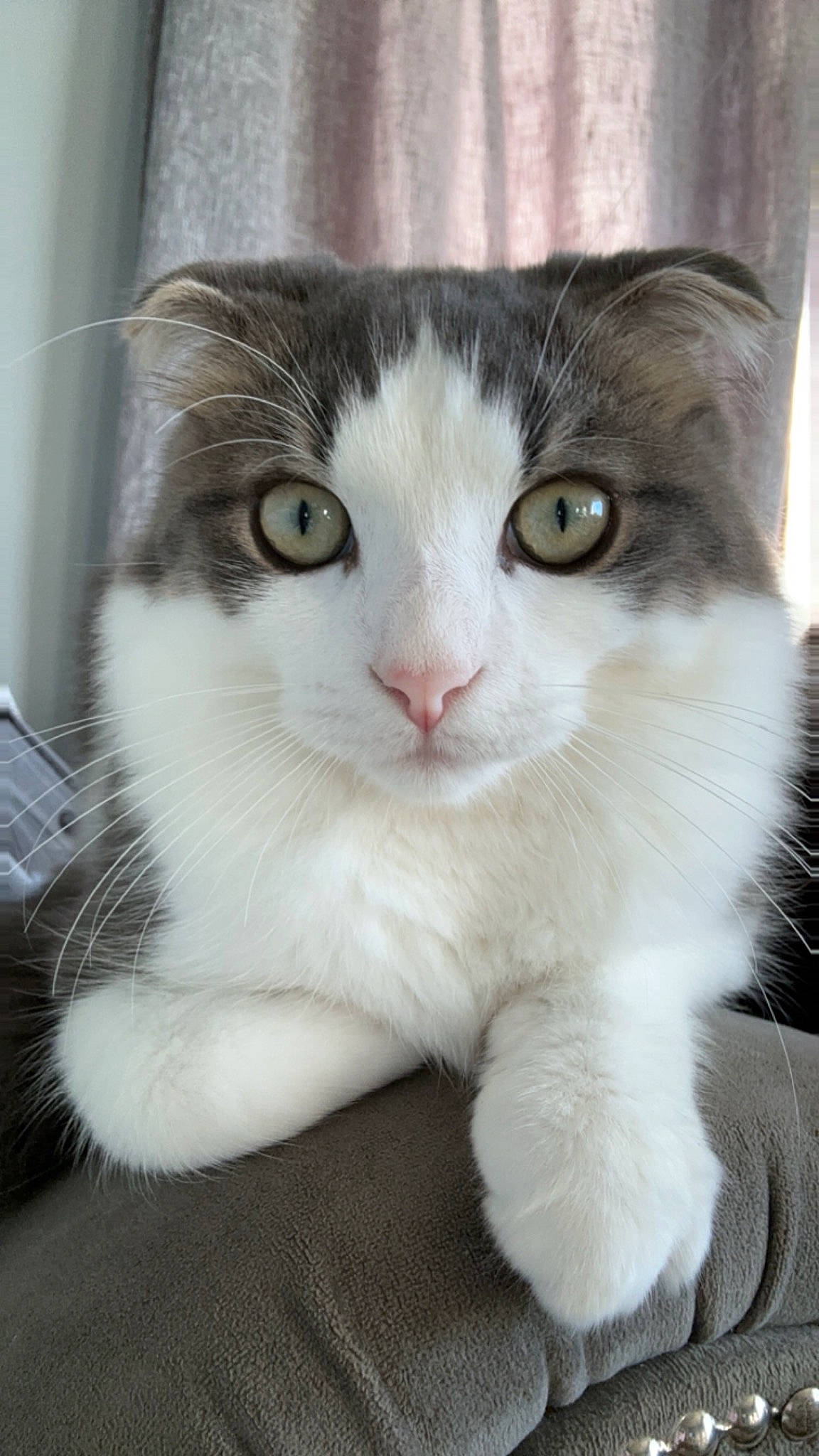 Oreo is registered to the contest to win money with this photo: carnivore, cat, claw, domestic_short_haired_cat, eye, felidae, fur, hair, head, iris, paw, small_to_medium_sized_cats, snout, tail, whiskers, window