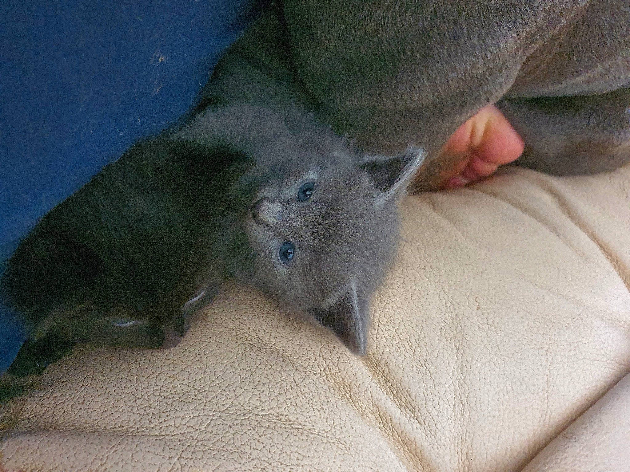 Rk-bro a rejoint le concours — aidez-le/la à gagner de superbes lots ! carnivore, cat, comfort, dog_breed, fawn, felidae, foot, fur, grey, human_leg, leg, mustelidae, nail, paw, russian_blue, small_to_medium_sized_cats, snout, tail, toe, whiskers