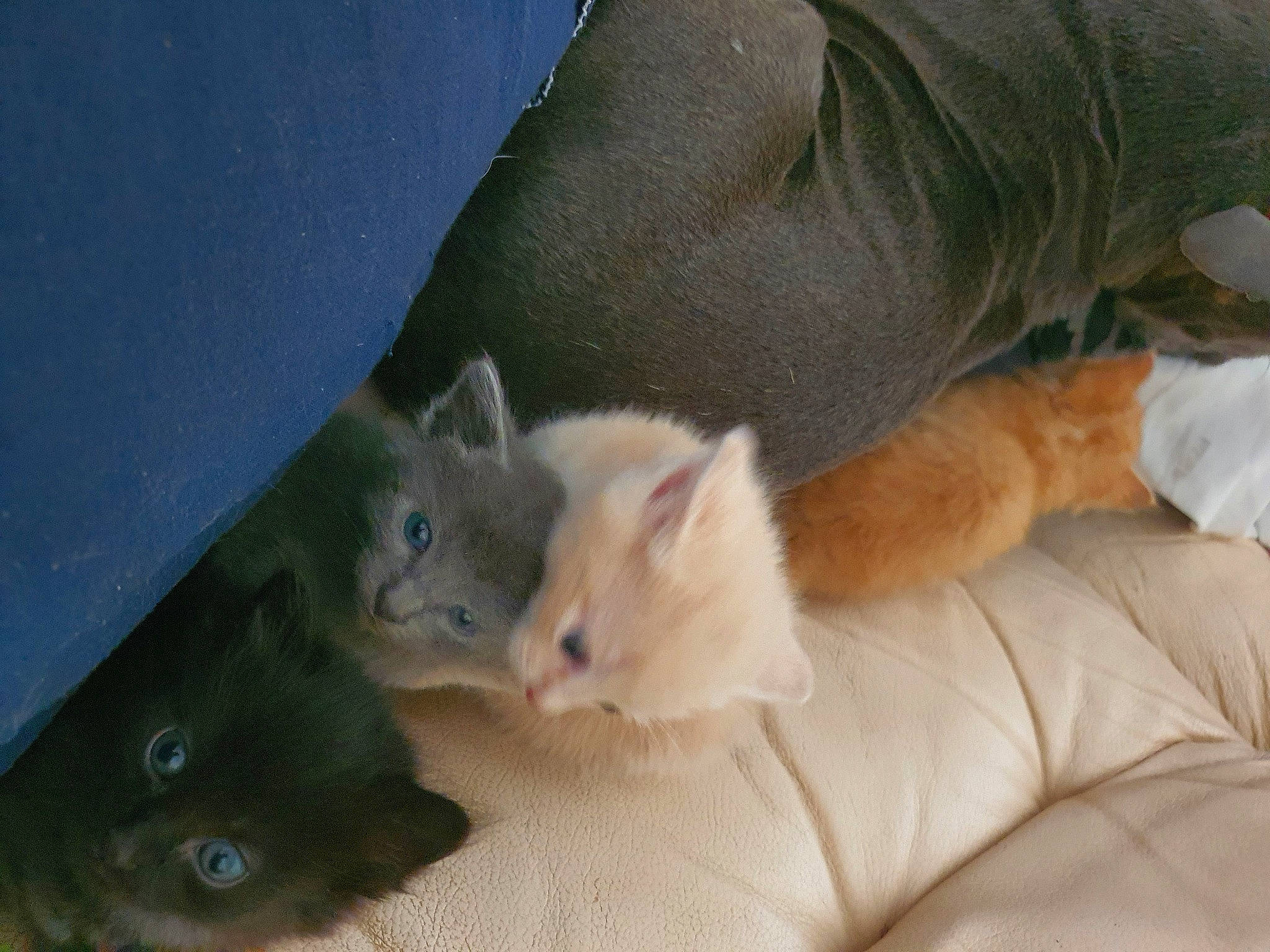 Rk-bro a rejoint le concours — aidez-le/la à gagner de superbes lots ! bed, carnivore, cat, claw, comfort, couch, domestic_short_haired_cat, fawn, felidae, fur, nap, paw, russian_blue, small_to_medium_sized_cats, snout, tail, whiskers