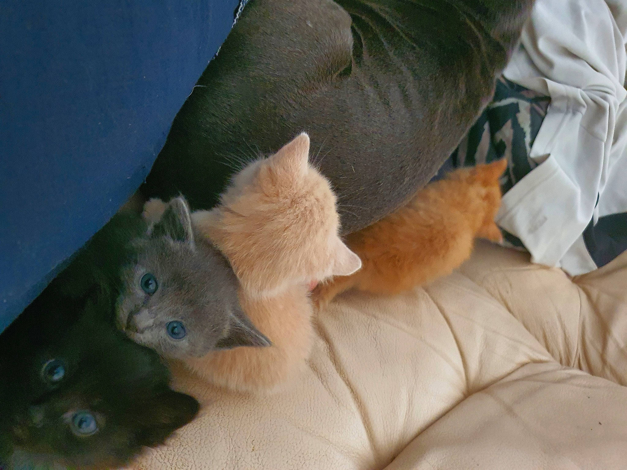 Rk-bro participe au concours pour gagner de l'argent avec cette photo : carnivore, cat, claw, comfort, domestic_short_haired_cat, fawn, felidae, foot, fur, gesture, human_leg, linens, mammal, paw, russian_blue, small_to_medium_sized_cats, tail, thai, vertebrate, whiskers