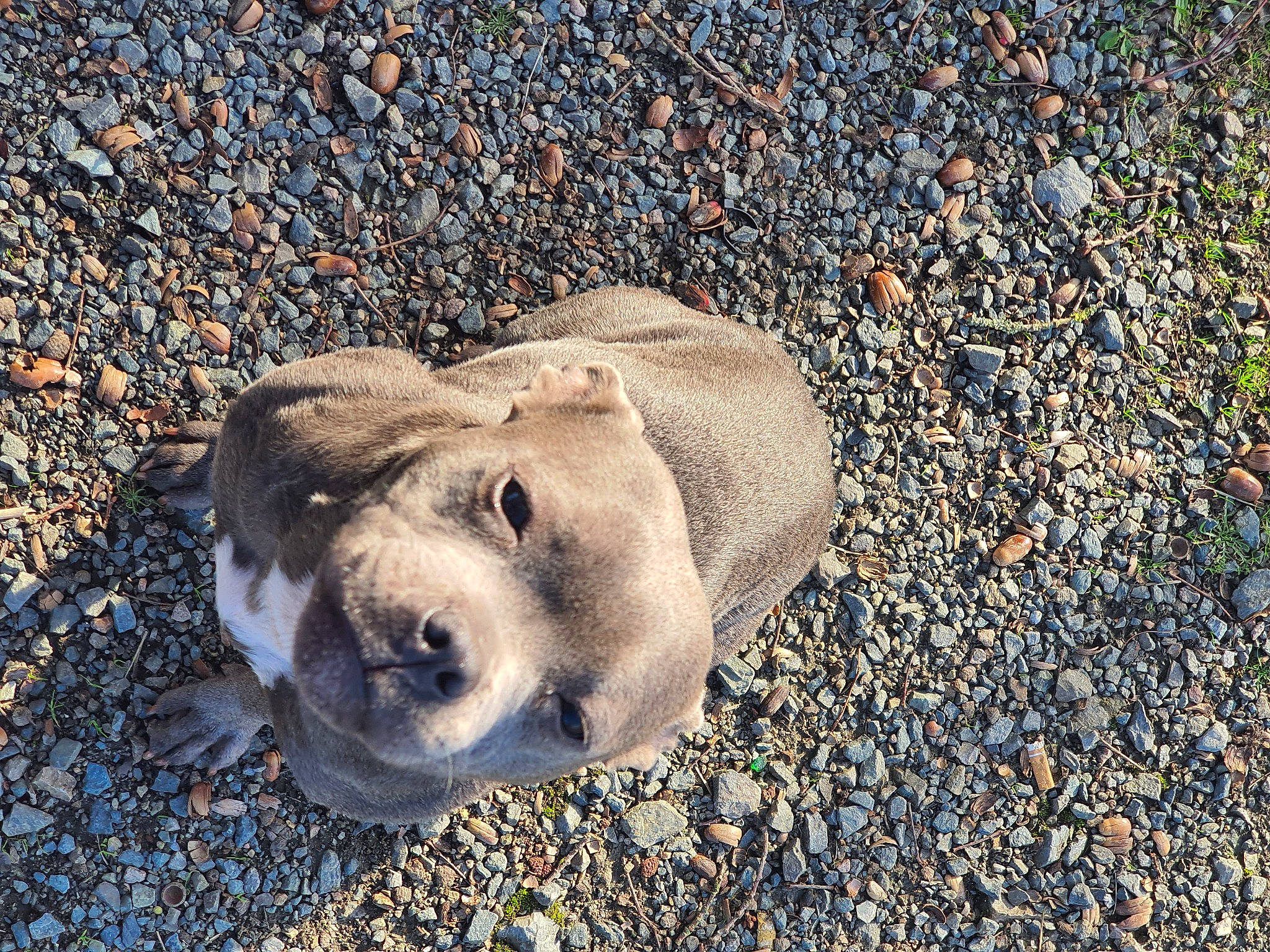 Omila a rejoint le concours — aidez-le/la à gagner de superbes lots ! asphalt, canidae, carnivore, dog, dog_breed, fur, golden_retriever, marine_mammal, road_surface, rock, sand, shadow, snout, soil, sporting_group, street_dog, terrestrial_animal, whiskers, wildlife, working_animal