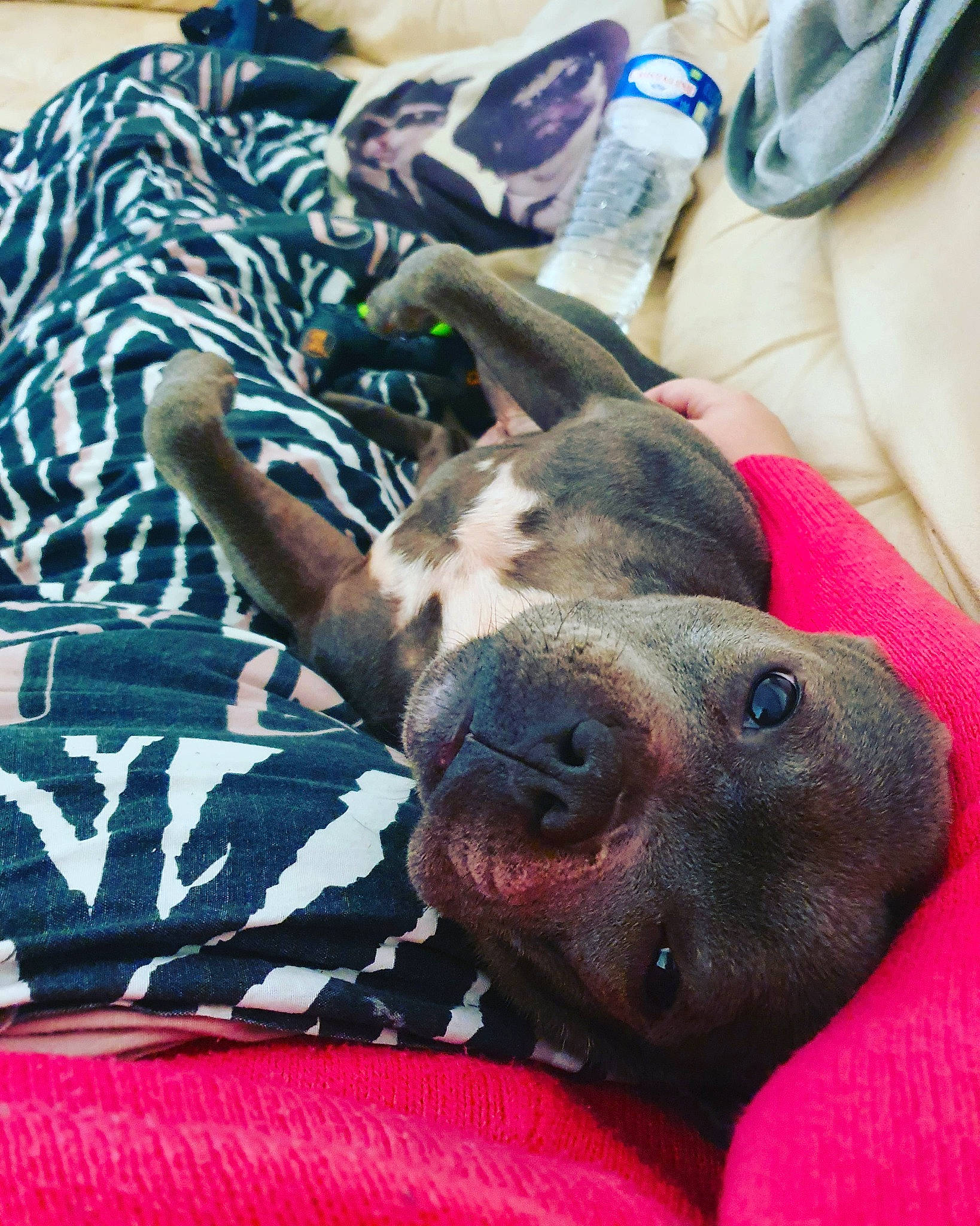 Omila a rejoint le concours — aidez-le/la à gagner de superbes lots ! canidae, carnivore, collar, comfort, companion_dog, dog, dog_breed, dog_supply, fawn, foot, fur, great_dane, guard_dog, pattern, paw, snout, sporting_group, whiskers, working_animal, wrinkle