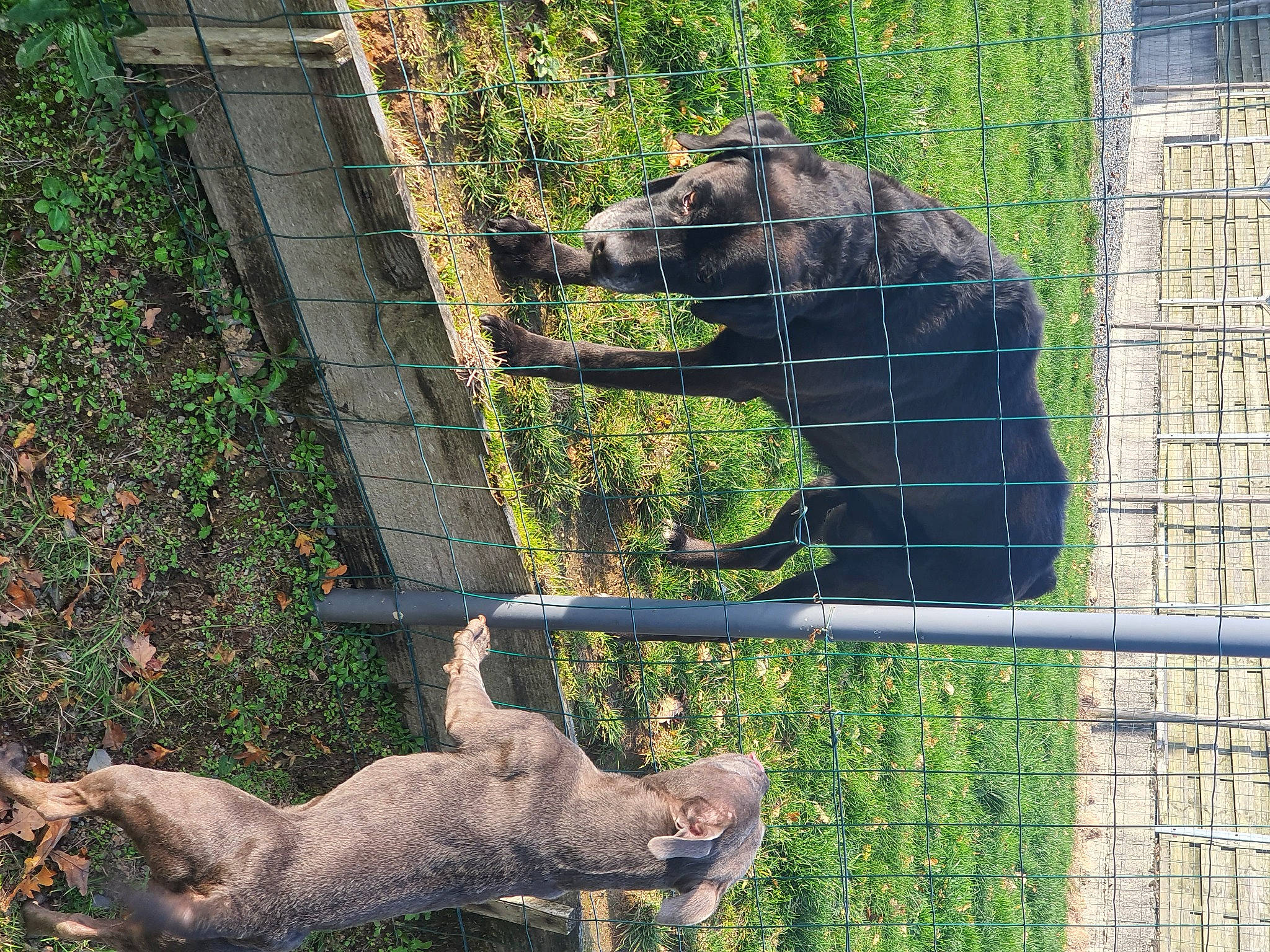 Omila participe au concours pour gagner de l'argent avec cette photo : big_cats, deer, fawn, fence, grass, green, groundcover, mammal, mesh, organism, plant, recreation, snout, terrestrial_animal, tree, trunk, vertebrate, wildlife, wire_fencing, working_animal