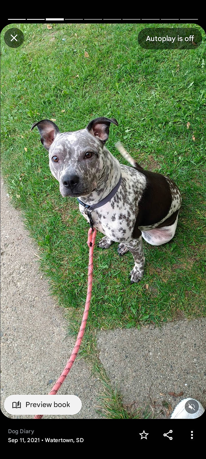 Chaos joined the competition — help win amazing prizes! ancient_dog_breeds, art, canidae, carnivore, collar, companion_dog, dog, dog_breed, dog_collar, dog_supply, fawn, grass, non_sporting_group, snout, sporting_group, terrestrial_animal, working_animal, working_dog