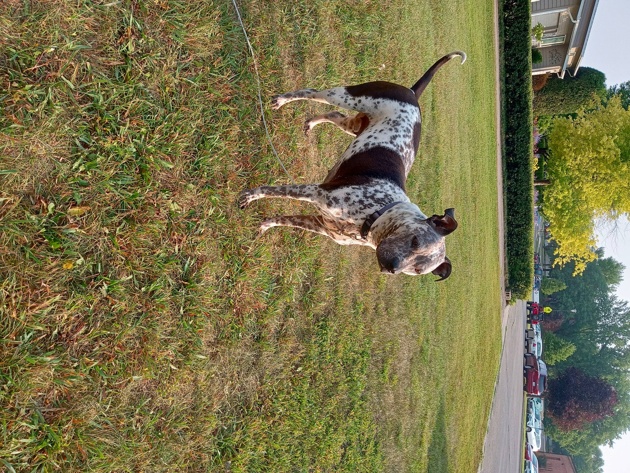 Chaos is registered to the contest to win money with this photo: braque_dauvergne, braque_francais, canidae, carnivore, collar, companion_dog, dog, dog_breed, grass, grass_family, leisure, plant, pointing_breed, recreation, sky, sporting_group, tail, terrestrial_animal, tree, working_animal