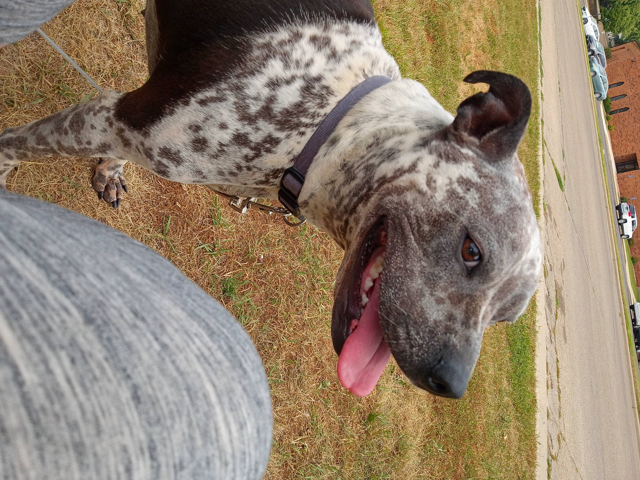 Chaos joined the competition — help win amazing prizes! art, australian_cattle_dog, canidae, carnivore, collar, dog, dog_breed, dog_collar, fawn, foot, grass, guard_dog, military_camouflage, pattern, snout, sporting_group, terrestrial_animal, whiskers, working_animal, working_dog