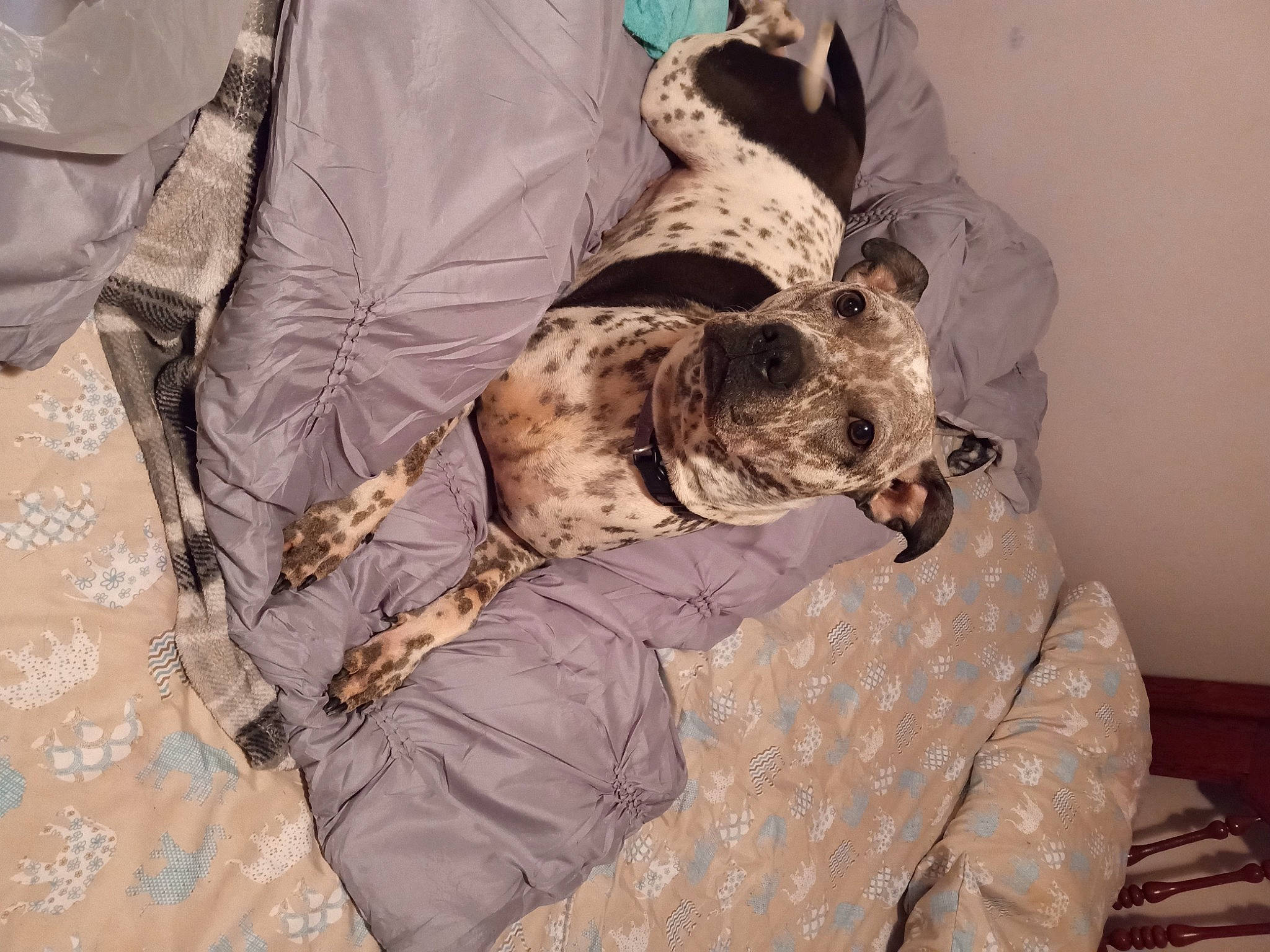 Chaos joined the competition — help win amazing prizes! braque_du_bourbonnais, camouflage, canidae, cargo_pants, carnivore, comfort, companion_dog, dog, dog_breed, dog_supply, fur, linens, military_camouflage, non_sporting_group, pattern, sporting_group, working_animal