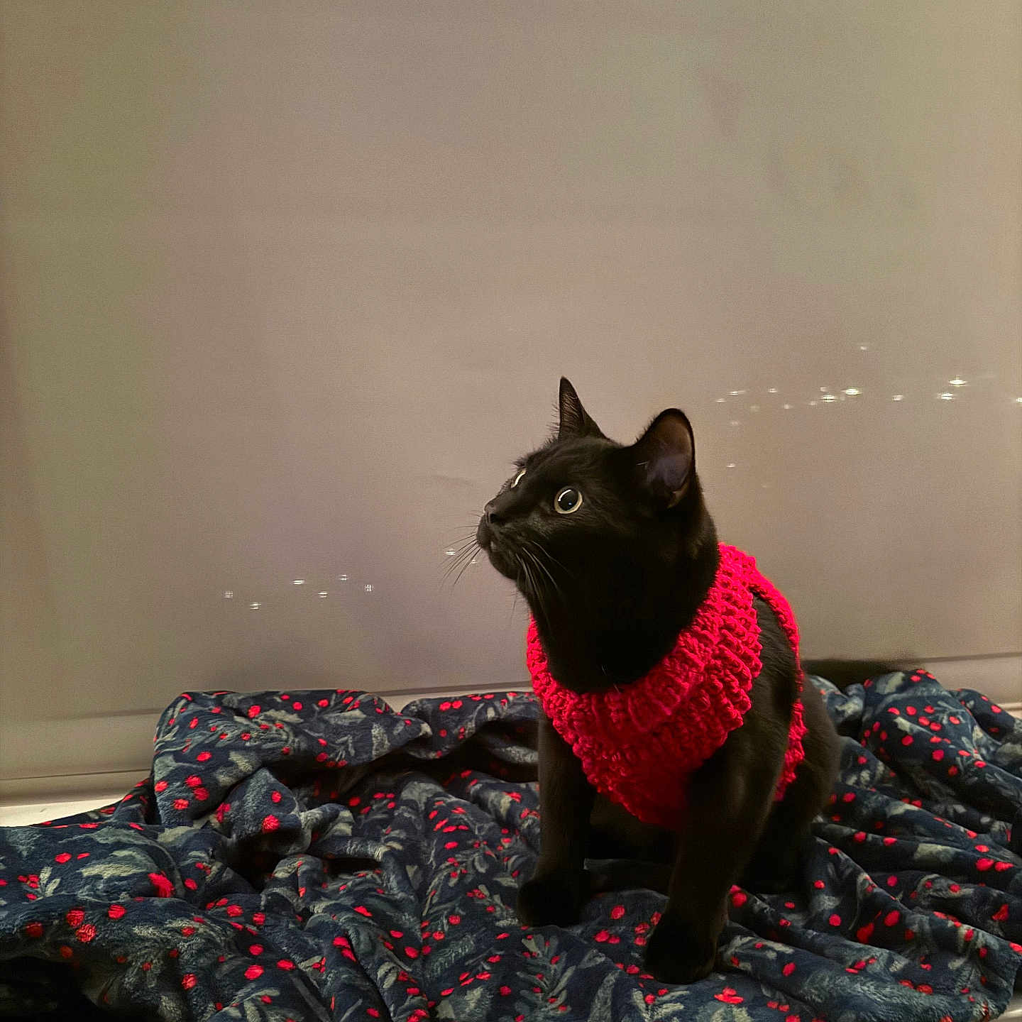 Biggie is registered to the contest to win money with this photo: accessories, animal, bed, bedroom, blackcat, blanket, cap, cat, clothing, couch, furniture, hat, indoors, kitten, knitwear, manx, pet, room, siamese, sweater