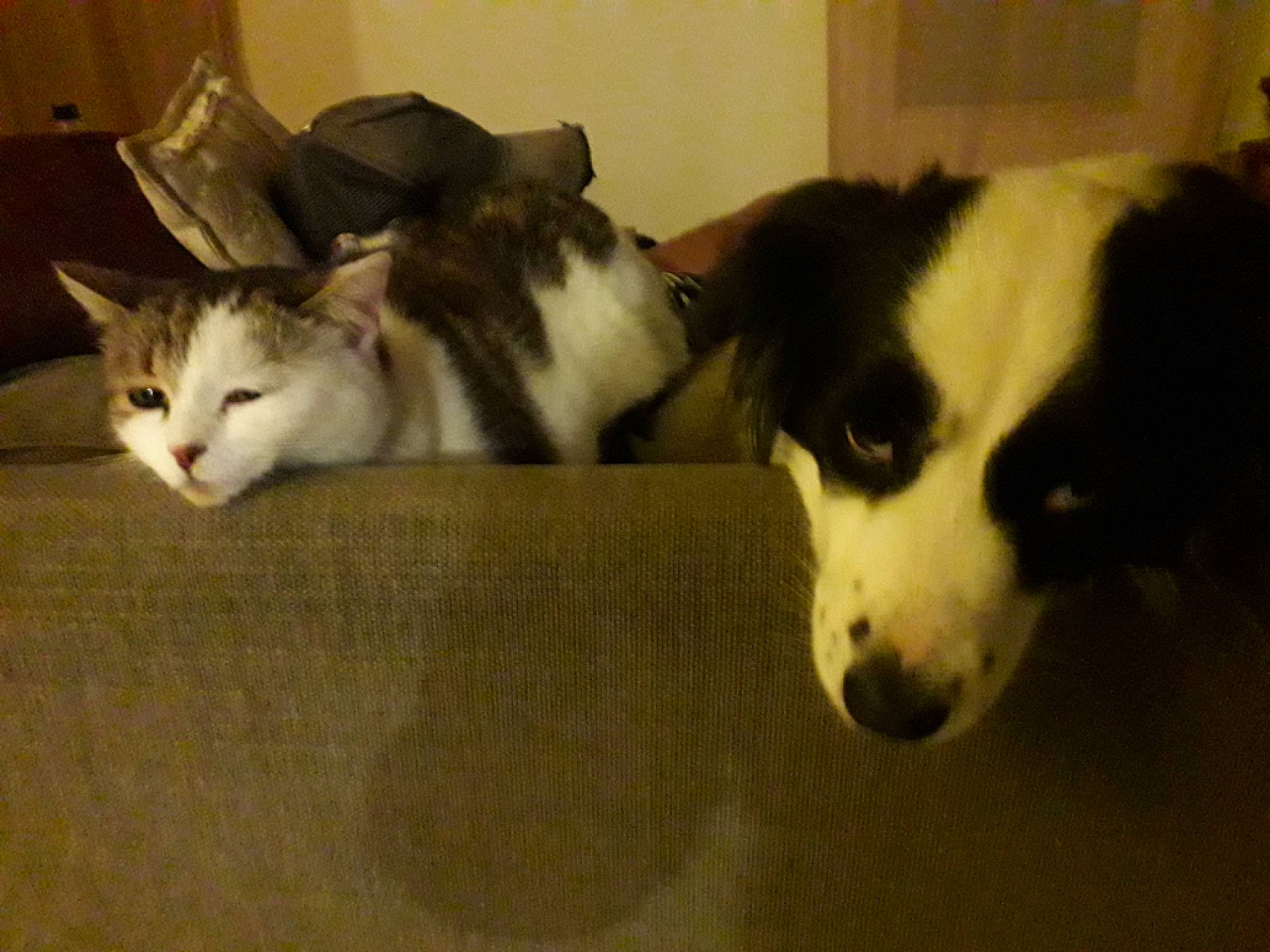 Pepsie participe au concours pour gagner de l'argent avec cette photo : border_collie, canidae, carnivore, cat, dog, dog_breed, felidae, mammal, siberian_husky, small_to_medium_sized_cats, snout, sporting_group, vertebrate, whiskers