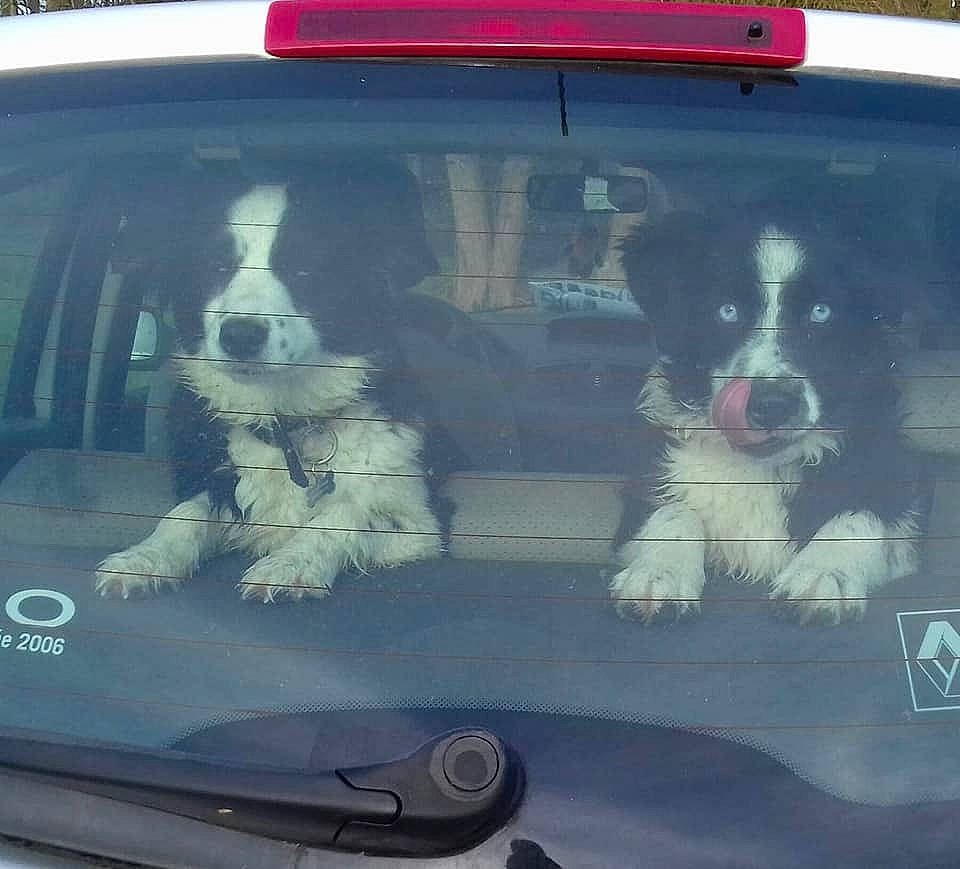 Pepsie participe au concours pour gagner de l'argent avec cette photo : auto_part, automotive_window_part, border_collie, canidae, car, carnivore, companion_dog, dog, dog_breed, family_car, sporting_group, vehicle, vehicle_door, windshield, working_dog