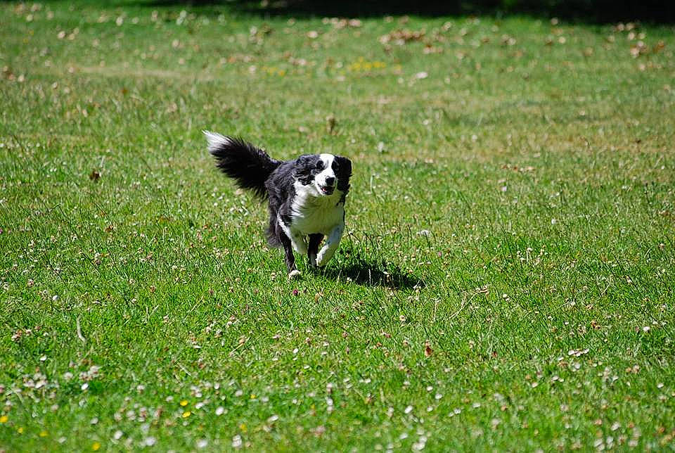Pepsie a rejoint le concours — aidez-le/la à gagner de superbes lots ! border_collie, canidae, carnivore, dog, dog_breed, english_shepherd, grass, grass_family, grassland, green, herding_dog, lawn, mammal, meadow, pasture, plant, sporting_group, tail, vertebrate, welsh_sheepdog