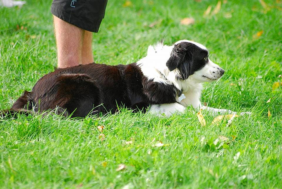 Pepsie a rejoint le concours — aidez-le/la à gagner de superbes lots ! australian_shepherd, border_collie, canidae, carnivore, companion_dog, dog, dog_breed, english_shepherd, grass, herding_dog, mammal, miniature_australian_shepherd, puppy, rare_breed_dog, sporting_group, stabyhoun, vertebrate, welsh_sheepdog, working_dog