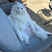 Allagash is registered to the contest to win money with this photo: animal, calm, cat, concrete_floor, cozy, cute, domestic_cat, fluffy, furniture, green_eyes, lounging, outdoor, patio, pet, relaxed, resting, soft_fur, sunlight, white_cat, wicker_chair