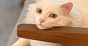 Allagash is registered to the contest to win money with this photo: animal, blurred_background, cat, closeup, cozy, cute, domestic_animal, feline, fluffy, green_eyes, indoor, laying_down, pet, pink_nose, portrait, relaxed, resting, soft_texture, white_cat, wooden_armrest