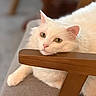 cat, white_cat, pet, animal, resting, relaxed, indoor, feline, soft_texture, wooden_armrest, green_eyes, pink_nose, closeup, portrait, domestic_animal, cute, fluffy, laying_down, cozy, blurred_background