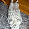 Allagash is registered to the contest to win money with this photo: animal, cat, cozy, curled_paws, cute, domestic, feline, fluffy, fur, green_eyes, indoor, looking_up, lying_down, paws, pet, relaxed, resting, rug, white_cat, wooden_floor